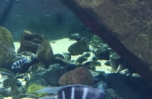 wrocławskie oceanarium